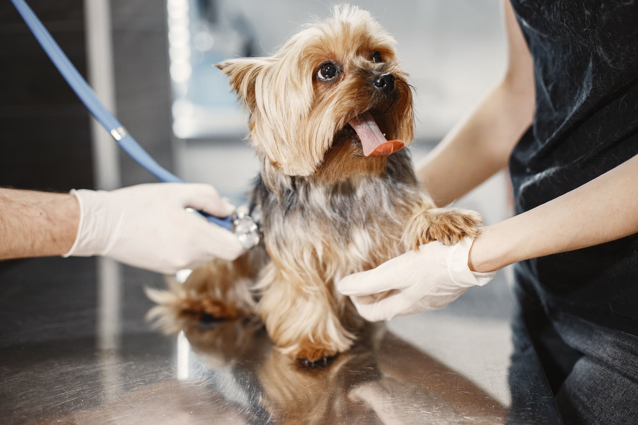 Professional handling a pet crate for shipping